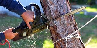 How Our Tree Care Process Works  in  Mulberry, FL