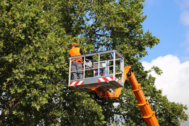 Best Firewood Processing and Delivery  in Mulberry, FL